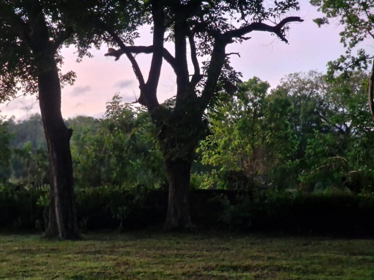 Sigiriya Cottage المظهر الخارجي الصورة